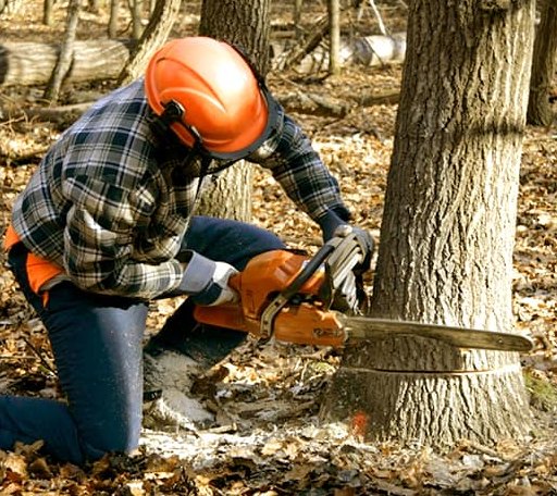 Tree Removal in Wing, AL